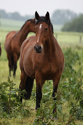 Kalmar - Foto: Ulrike Sahm