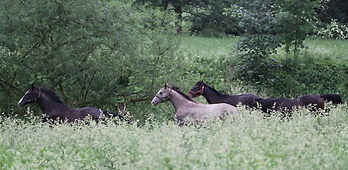 Jhrlingshengste in Hmelschenburg - Foto: Ulrike Sahm