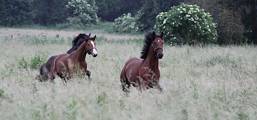 Zweijhrige Hengste in Hmelschenburg - Foto: Ulrike Sahm