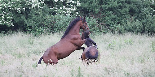 Galileo v. Exclusiv - Foto: Ulrike Sahm