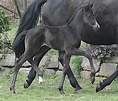 wenige Tage alt: Hengstfohlen von Exclusiv - Kostolany - Upan la Jarthe AA, Foto: Ulrike Sahm