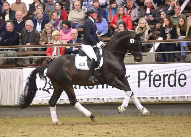 4jhriger Trakehner Hengst Under and Over von Saint Cyr u.d. Pr.St. Under the moon v. Easy Game - Foto: Derlin - Trakehner Gestt Hmelschenburg