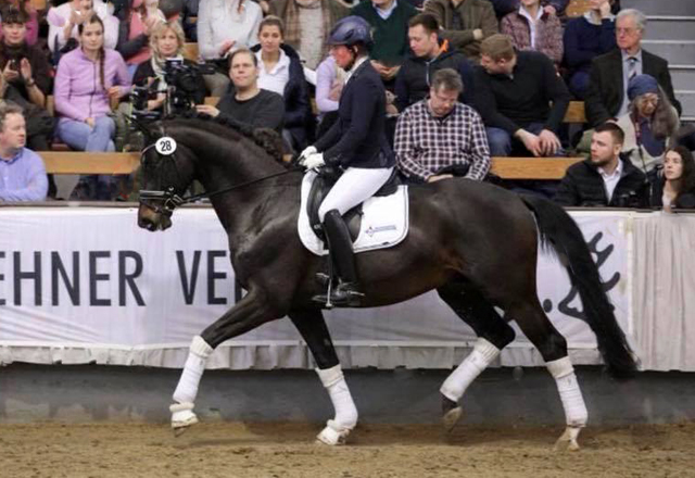 4jhriger Trakehner Hengst Under and Over von Saint Cyr u.d. Pr.St. Under the moon v. Easy Game - Foto: Derlin - Trakehner Gestt Hmelschenburg