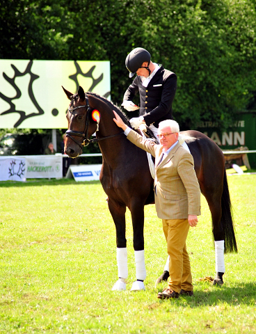 UNDER FIRE - Trakehner Hengst von Saint Cyr u.d. Pr.St. Under the moon v. Easy Game - Herzkristall , Foto: Beate Langels - Trakehner Gestt Hmelschenburg