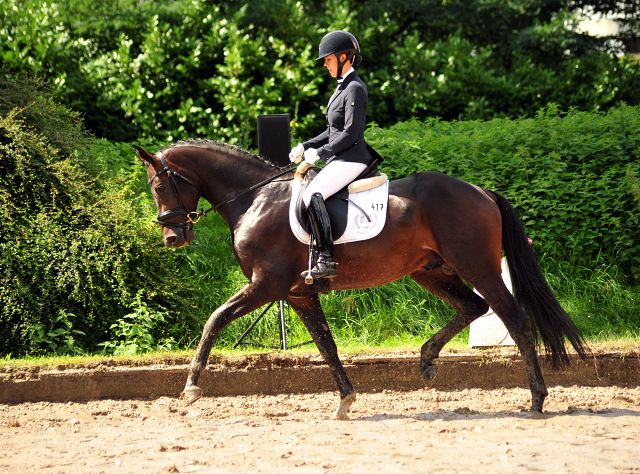 UNDER FIRE - Trakehner Hengst von Saint Cyr u.d. Pr.St. Under the moon v. Easy Game - Herzkristall , Foto: Beate Langels - Trakehner Gestt Hmelschenburg