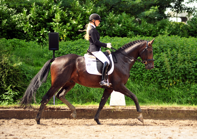 UNDER FIRE - Trakehner Hengst von Saint Cyr u.d. Pr.St. Under the moon v. Easy Game - Herzkristall , Foto: Beate Langels - Trakehner Gestt Hmelschenburg