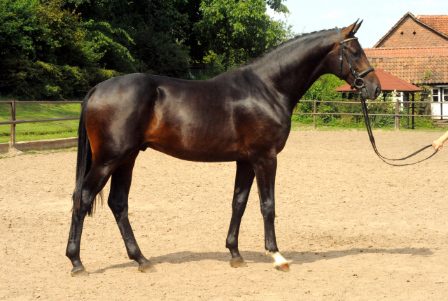 Under Fire von Saint Cyr - Foto: Beate Langels - Trakehner Gestt Hmelschenburg