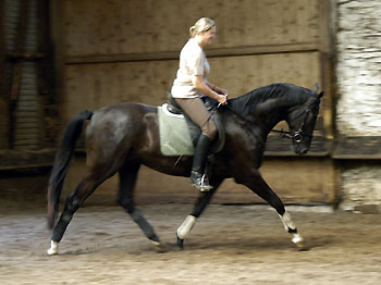 Uranos - Trakehner von Kostolany - Saint Cloud, Foto: Beate Langels