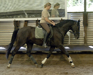 Uranos - Trakehner von Kostolany - Saint Cloud, Foto: Beate Langels