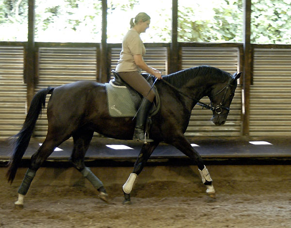 Uranos - Trakehner von Kostolany - Saint Cloud, Foto: Beate Langels