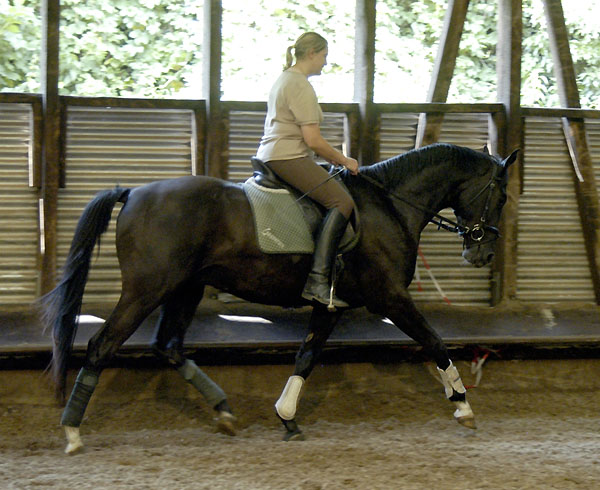 Uranos - Trakehner von Kostolany - Saint Cloud, Foto: Beate Langels