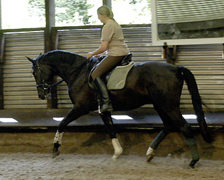 Uranos - Trakehner von Kostolany - Saint Cloud, Foto: Beate Langels