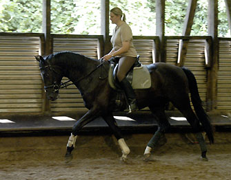 Uranos - Trakehner von Kostolany - Saint Cloud, Foto: Beate Langels