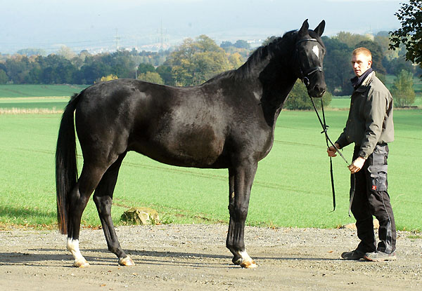 Uranos - Trakehner von Kostolany - Saint Cloud, Foto: Beate Langels