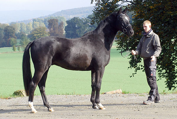 Uranos - Trakehner von Kostolany - Saint Cloud, Foto: Beate Langels