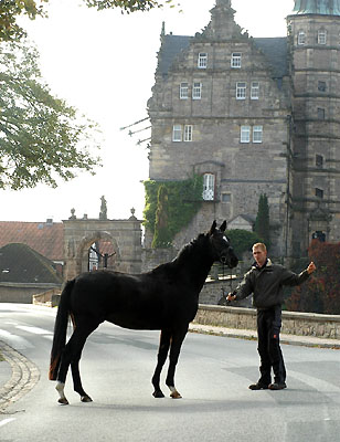 Uranos - Trakehner von Kostolany - Saint Cloud, Foto: Beate Langels