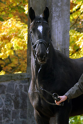 Uranos - Trakehner von Kostolany - Saint Cloud, Foto: Beate Langels