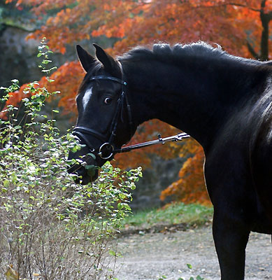 Uranos - Trakehner von Kostolany - Saint Cloud, Foto: Beate Langels