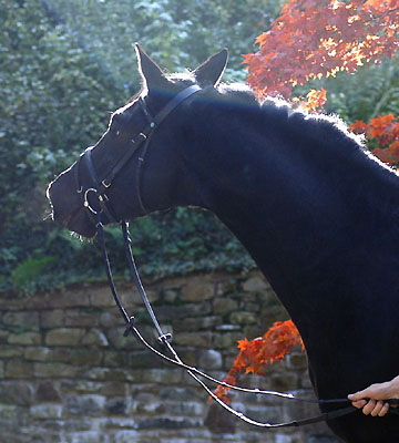 Uranos - Trakehner von Kostolany - Saint Cloud, Foto: Beate Langels