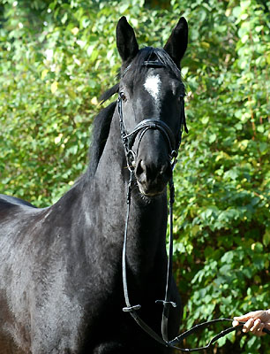 Trakehner von Kostolany u.d. Undine von Saint Cloud - am 3. Oktober 2008 in Hmelschenburg