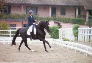 Uranos - Trakehner von Kostolany - Saint Cloud, im Oktober 2010 Foto: privat