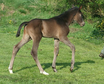 Trakehner Hengstfohlen von Exclusiv u.d. Nakada v. Tambour, Zchter: E. Zaoui, Foto: Ulrike Sahm