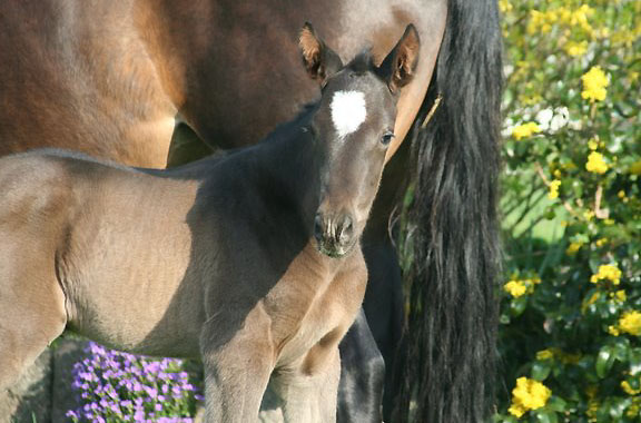 Trakehner Hengstfohlen von Exclusiv u.d. Nakada v. Tambour, Zchter: E. Zaoui, Foto: Ulrike Sahm