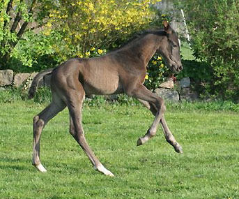 Trakehner Hengstfohlen von Exclusiv u.d. Nakada v. Tambour, Zchter: E. Zaoui, Foto: Ulrike Sahm