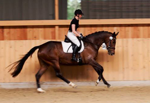 Galila von Exclusiv - Maestro, Prmienanwrterin des Trakehner Verbandes 2012, Foto: Ulrike Sahm-Ltteken