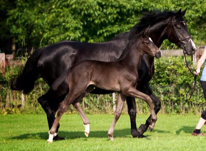 Trakehner Hengstfohlen von Oliver Twist u.d. u.d. Polarlady v. Michelangelo - Foto: Ltteken