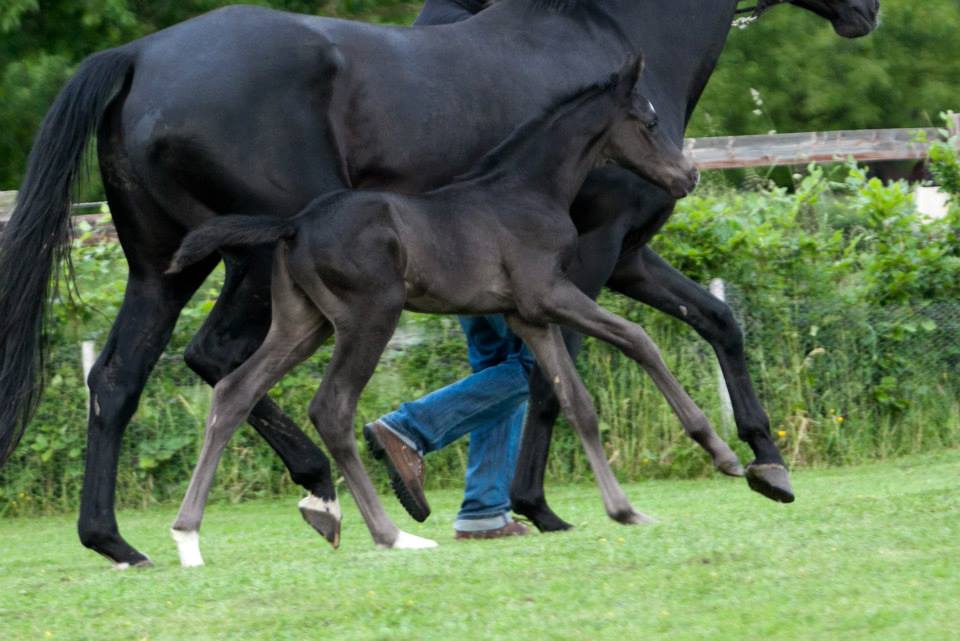 Trakehner Hengstfohlen von Oliver Twist u.d. u.d. Polarlady v. Michelangelo - Foto: Ltteken