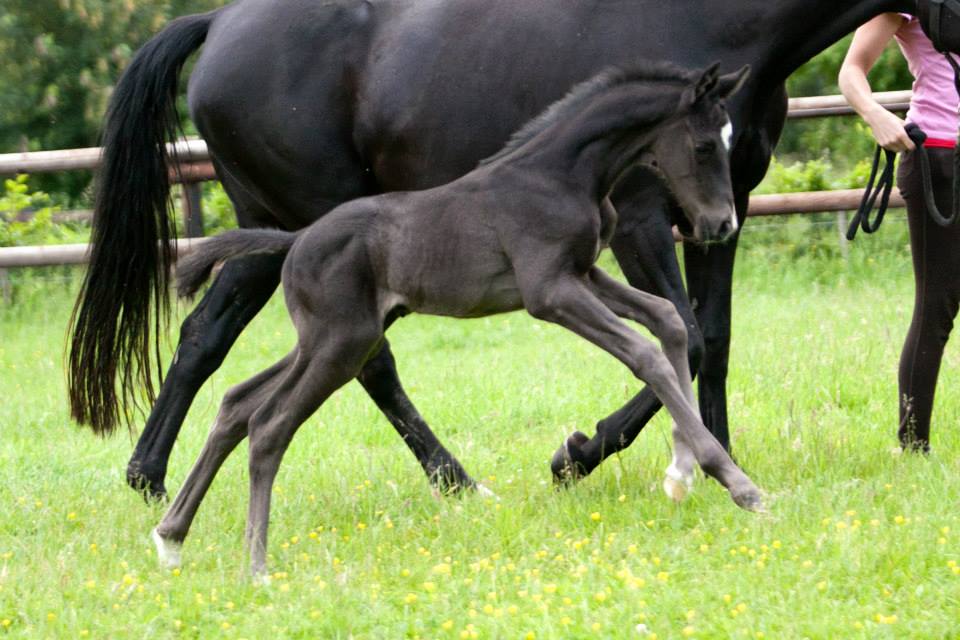 Trakehner Hengstfohlen von Oliver Twist u.d. u.d. Polarlady v. Michelangelo - Foto: Ltteken