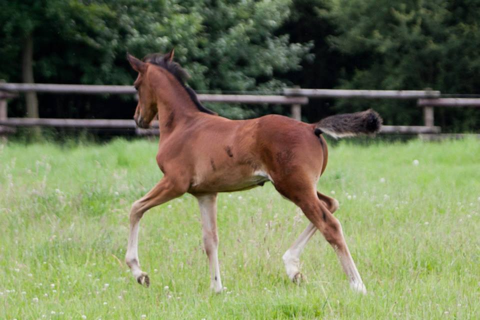 Trakehner Hengstfohlen von Oliver Twist u.d. u.d. Pr.St. Hannah v. Freudenfest u.d. Elitestute Hekate v. Exclusiv - Foto: Ltteken