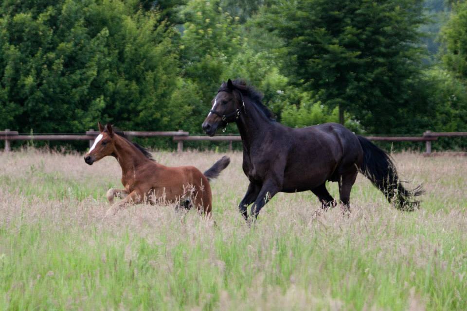 Trakehner Hengstfohlen von Oliver Twist u.d. u.d. Pr.St. Hannah v. Freudenfest u.d. Elitestute Hekate v. Exclusiv - Foto: Ltteken