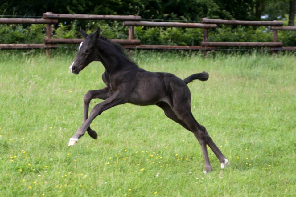 Trakehner Hengstfohlen von Oliver Twist u.d. u.d. Polarlady v. Michelangelo - Foto: Ltteken