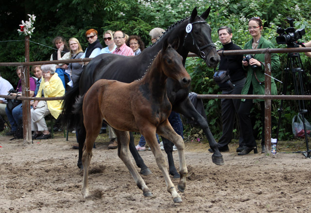 Trakehner Stutfohlen von Exclusiv u.d. Vicenza v. Showmaster, Foto: Ulrike Sahm-Lttecken, Trakehner Gestt Hmelschenburg