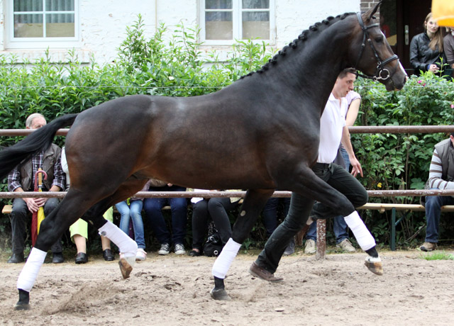 GRAND CORAZON von Symont u.d. Pr.u.StPrSt. Guendalina v. Red Patrick xx - 17. Juni 2012 - Foto: Ulrike Sahm-Lttecken - Trakehner Gestt Hmelschenburg