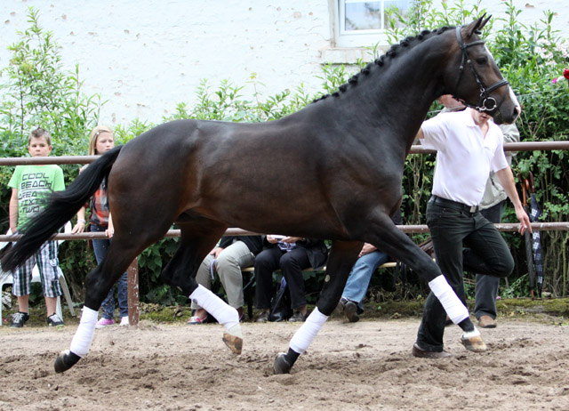 GRAND CORAZON von Symont u.d. Pr.u.StPrSt. Guendalina v. Red Patrick xx - 17. Juni 2012 - Foto: Ulrike Sahm-Lttecken - Trakehner Gestt Hmelschenburg