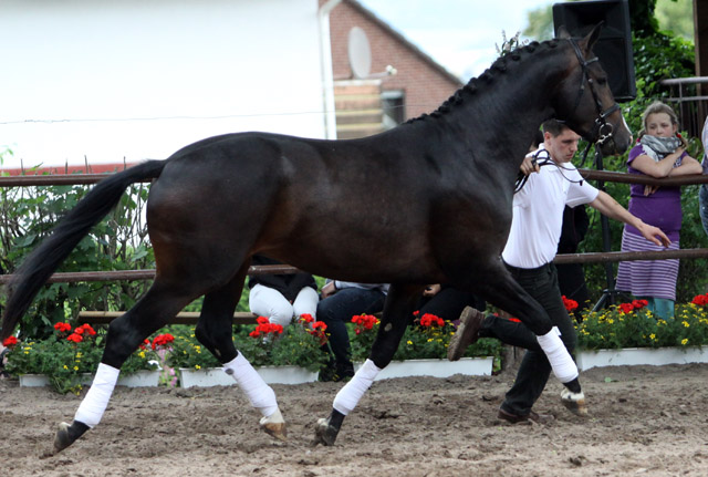 GRAND CORAZON von Symont u.d. Pr.u.StPrSt. Guendalina v. Red Patrick xx - 17. Juni 2012 - Foto: Ulrike Sahm-Lttecken - Trakehner Gestt Hmelschenburg