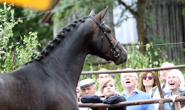 Prmienhengst GRAND CORAZON von Symont u.d. Pr.u.StPrSt. Guendalina v. Red Patrick xx - 17. Juni 2012 - Foto: Ulrike Sahm-Lttecken - Trakehner Gestt Hmelschenburg