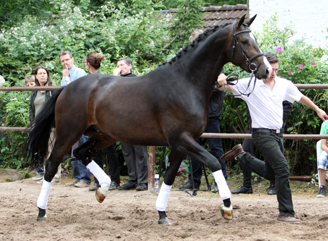 GRAND CORAZON von Symont u.d. Pr.u.StPrSt. Guendalina v. Red Patrick xx - 17. Juni 2012 - Foto: Ulrike Sahm-Lttecken - Trakehner Gestt Hmelschenburg