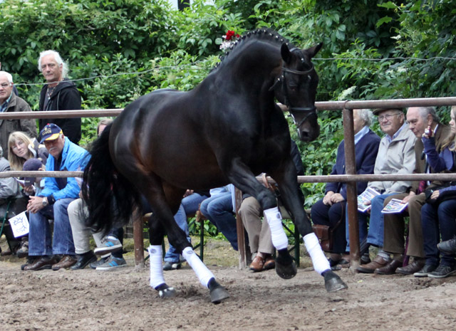 Summertime von Michelangelo - Arogno - Valerian, Foto Ulrike Sahm-Lttecken, Trakehner Gestt Hmelschenburg