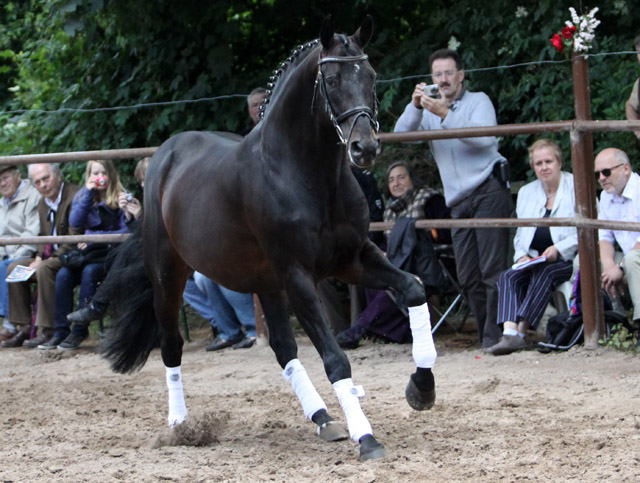 Summertime von Michelangelo - Arogno - Valerian, Foto Ulrike Sahm-Lttecken, Trakehner Gestt Hmelschenburg