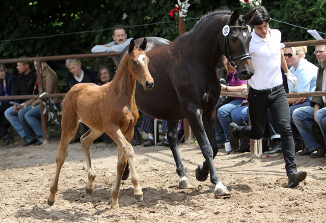 Trakehner Hengstfohlen von Summertime u.d. Elitestute Schwalbenspiel v. Exclusiv, Foto: Ulrike Sahm-Lttecken, Trakehner Gestt Hmelschenburg