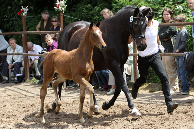 Trakehner Hengstfohlen von Summertime u.d. Elitestute Schwalbenspiel v. Exclusiv, Foto: Ulrike Sahm-Lttecken, Trakehner Gestt Hmelschenburg