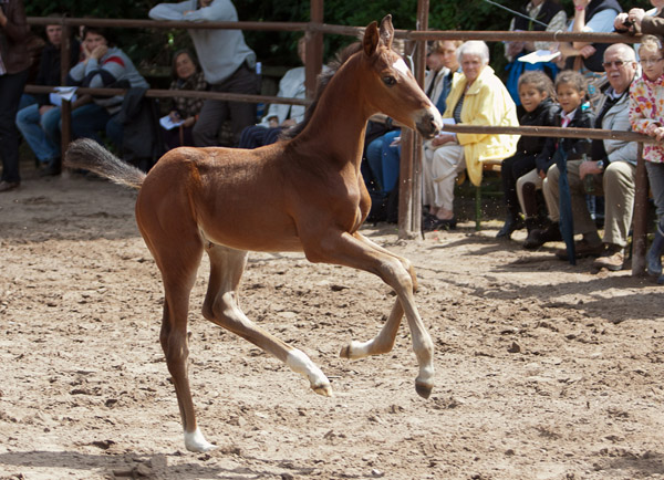 Hengstfohlen von Saint Cyr u.d. Pr.u.StPrSt. Guendalina v. Red Patrick xx - Foto: Ulrike Sahm-Lttecken - Trakehner Gestt Hmelschenburg