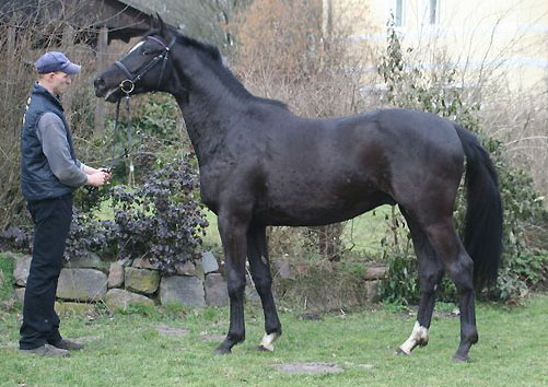 Uranos - Trakehner von Kostolany - Saint Cloud, Foto: Ulrike Sahm