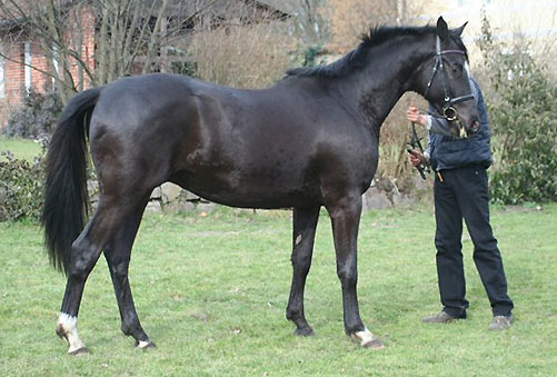 Trakehner von Kostolany - Saint Cloud, Foto: Ulrike Sahm