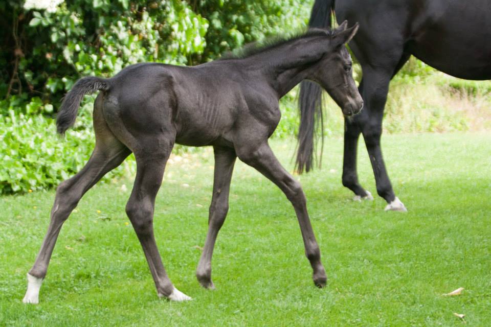 Trakehner Hengstfohlen von Oliver Twist u.d. u.d. Polarlady v. Michelangelo - Foto: Ltteken