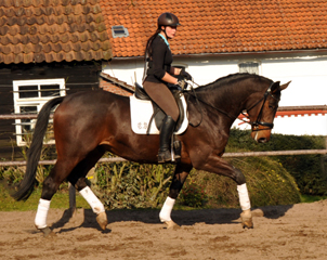 Valentiano - Foto: Beate Langels - Trakehner Gestt Hmelschenburg